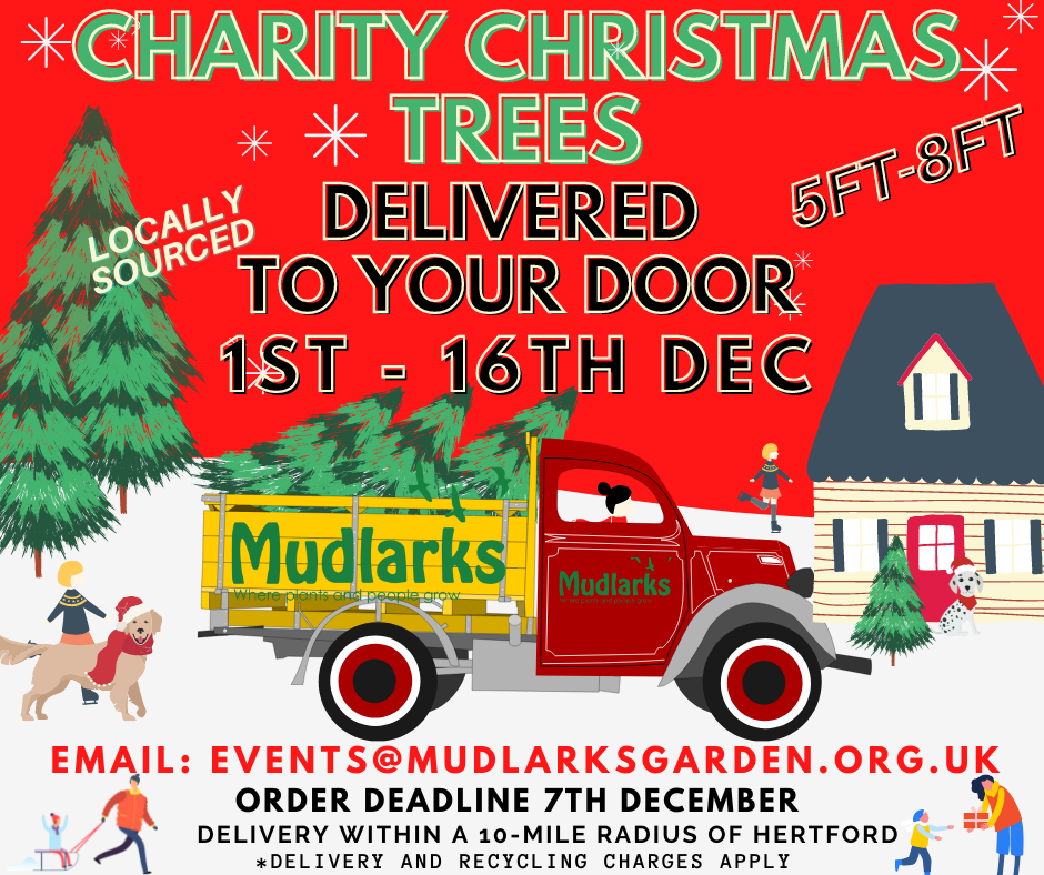 Christmas Tree Delivery Mudlarks Garden