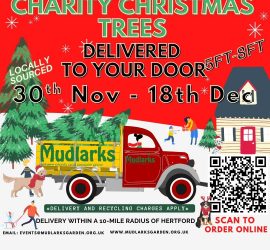 Charity Christmas Trees